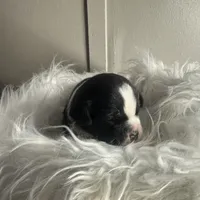 Beau Small Peke Mix, a male Pekingese for sale in Rincon, GA – Photo 3 of 9