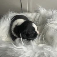 Beau Small Peke Mix, a male Pekingese for sale in Rincon, GA – Photo 2 of 9