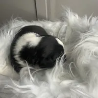 Beau Small Peke Mix, a male Pekingese for sale in Rincon, GA – Photo 4 of 9