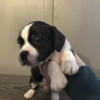 Beau Small Peke Mix, a male Pekingese for sale in Rincon, GA – Photo 7 of 9