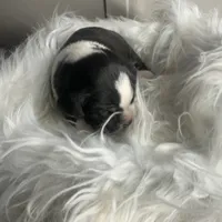 Beau Small Peke Mix, a male Pekingese for sale in Rincon, GA – Photo 8 of 9