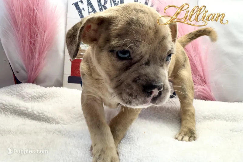 Lillian  – French Bulldog puppy for sale in Rincon, GA