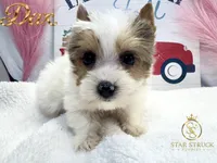 Dax, a male Yorkshire Terrier for sale in Rincon, GA – 3 of 5
