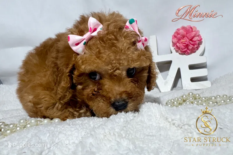 Minnie – Cavapoo puppy on hold in Rincon, GA