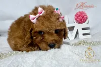 Minnie, a female Cavapoo for sale in Rincon, GA – 1 of 7