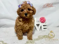 Mila , a female Cavapoo for sale in Rincon, GA – 3 of 4