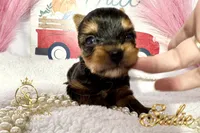 Sadie , a female Yorkshire Terrier for sale in Rincon, GA – 3 of 5