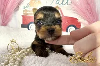 Sadie , a female Yorkshire Terrier for sale in Rincon, GA – 4 of 5