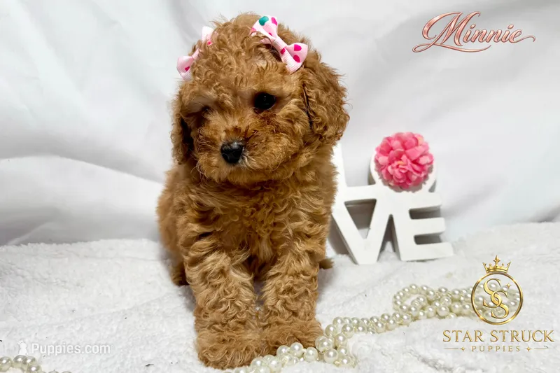 Minnie – Cavapoo puppy for sale in Rincon, GA