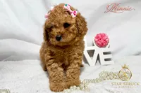 Minnie, a female Cavapoo for sale in Rincon, GA – 3 of 7