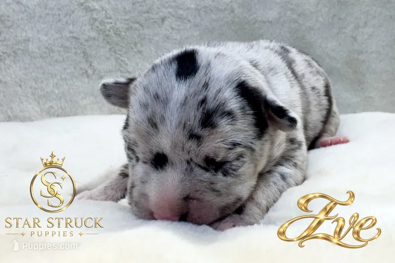 Eve  – French Bulldog puppy on hold in Rincon, GA