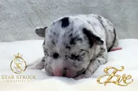 Eve , a female French Bulldog for sale in Rincon, GA – 1 of 6