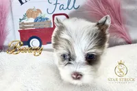 Benny , a male Yorkshire Terrier for sale in Rincon, GA – 2 of 7