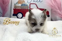 Benny , a male Yorkshire Terrier for sale in Rincon, GA – 3 of 7