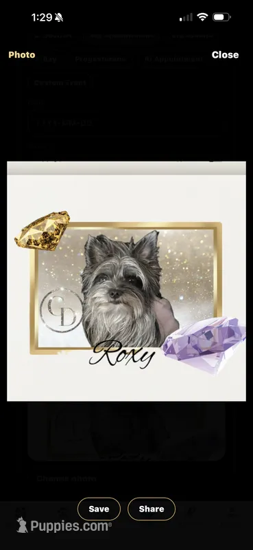 Roxy  – Yorkshire Terrier puppy for sale in Rincon, GA