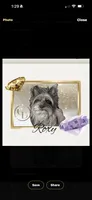Roxy , a female Yorkshire Terrier for sale in Rincon, GA – 1 of 1