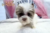 Milo , a male Yorkshire Terrier for sale in Rincon, GA – 7 of 7