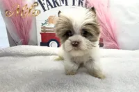 Milo , a male Yorkshire Terrier for sale in Rincon, GA – 5 of 7