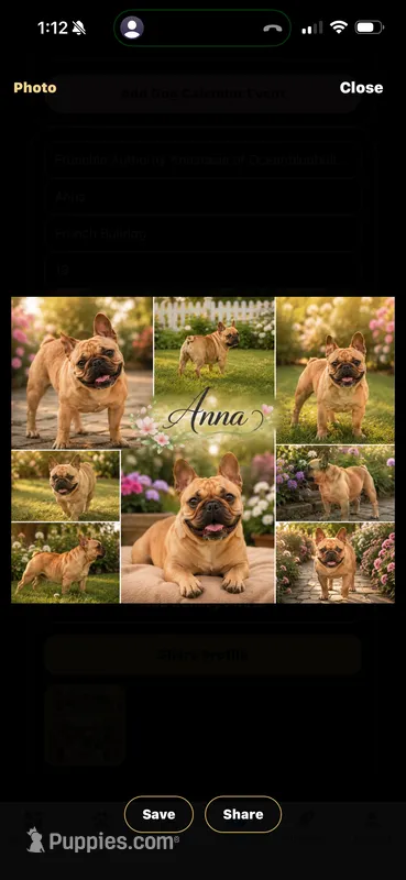 Anna – French Bulldog puppy for sale in Rincon, GA