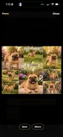Anna, a female French Bulldog for sale in Rincon, GA – 1 of 1