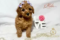 Mila , a female Cavapoo for sale in Rincon, GA – 2 of 4