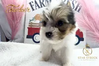 Tucker , a male Yorkshire Terrier for sale in Rincon, GA – 4 of 5