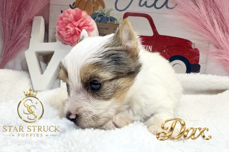 Dax – Yorkshire Terrier puppy for sale in Rincon, GA