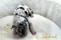 Zachariah , a male French Bulldog for sale in Rincon, GA – 5 of 6