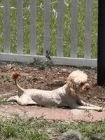 Honey, a female Cavapoo for sale in Rincon, GA – 2 of 3