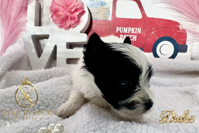 Duke  – Yorkshire Terrier puppy for sale in Rincon, GA
