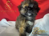 Bear, a male Pekingese and Yorkshire Terrier for sale in Rincon, GA – 9 of 9