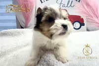 Tucker , a male Yorkshire Terrier for sale in Rincon, GA – 3 of 5