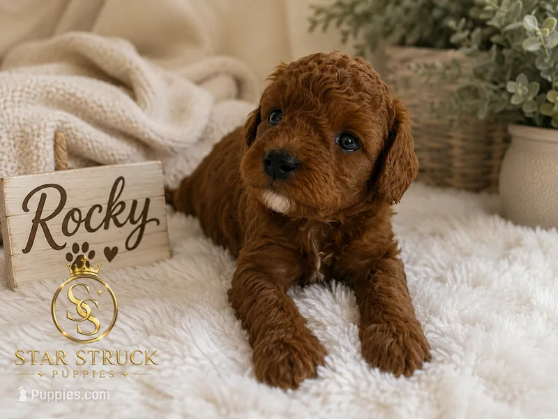 Rocky  – Cavapoo puppy for sale in Rincon, GA