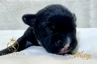 Mary , a female French Bulldog for sale in Rincon, GA – 2 of 5