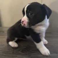 Willow Small Peke Mix, a female Pekingese for sale in Rincon, GA – Photo 9 of 9