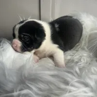 Willow Small Peke Mix, a female Pekingese for sale in Rincon, GA – Photo 3 of 9