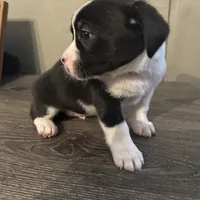 Willow Small Peke Mix, a female Pekingese for sale in Rincon, GA – Photo 8 of 9