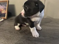 processed/f6932189-6830-41a2-9d90-f3de301c9205/listing/a60df064-85d8-4808-8bdf-25915aaf7093/7e0e13cf-e2ec-4681-8614-5c17a49c9727