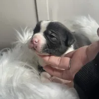 Willow Small Peke Mix, a female Pekingese for sale in Rincon, GA – Photo 5 of 9