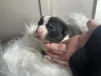 processed/f6932189-6830-41a2-9d90-f3de301c9205/listing/a60df064-85d8-4808-8bdf-25915aaf7093/7efbf71a-4e93-49b4-a575-0f6c9ed1b9c5