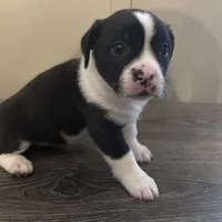 Willow Small Peke Mix, a female Pekingese for sale in Rincon, GA – Photo 7 of 9