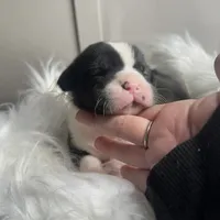 Willow Small Peke Mix, a female Pekingese for sale in Rincon, GA – Photo 4 of 9