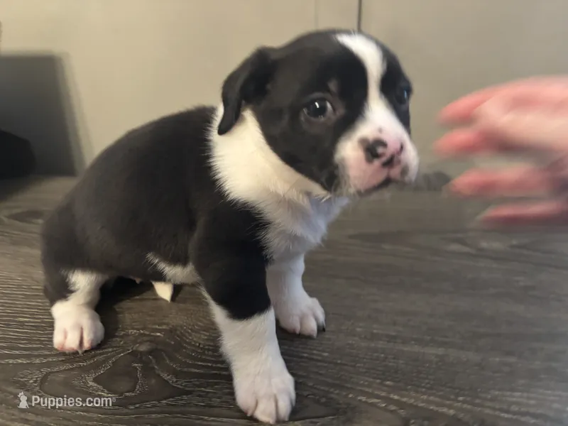 Willow Small Peke Mix