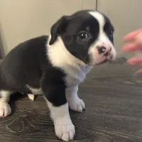 Willow Small Peke Mix, a female Pekingese for sale in Rincon, GA – Photo 1 of 9