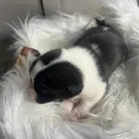 Willow Small Peke Mix, a female Pekingese for sale in Rincon, GA – Photo 2 of 9