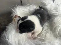 processed/f6932189-6830-41a2-9d90-f3de301c9205/listing/a60df064-85d8-4808-8bdf-25915aaf7093/de49755c-bcf8-48a9-b1d0-0b4be0bbb42d