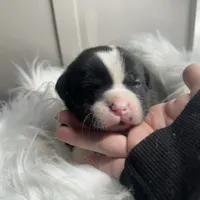 Willow Small Peke Mix, a female Pekingese for sale in Rincon, GA – Photo 6 of 9