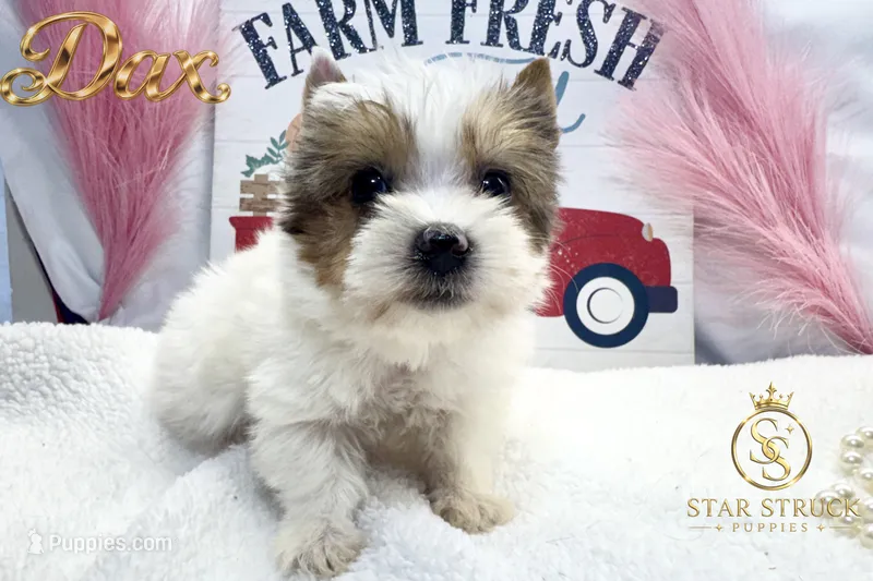 Dax – Yorkshire Terrier puppy for sale in Rincon, GA