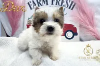 Dax, a male Yorkshire Terrier for sale in Rincon, GA – 1 of 5