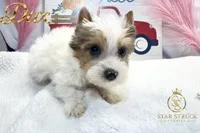 Dax, a male Yorkshire Terrier for sale in Rincon, GA – 4 of 5